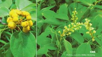 枫丹植物爆料最新消息是真的吗,最新消息真实性揭秘