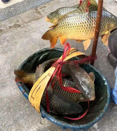 鱼死网最新爆料,揭秘娱乐圈惊天内幕